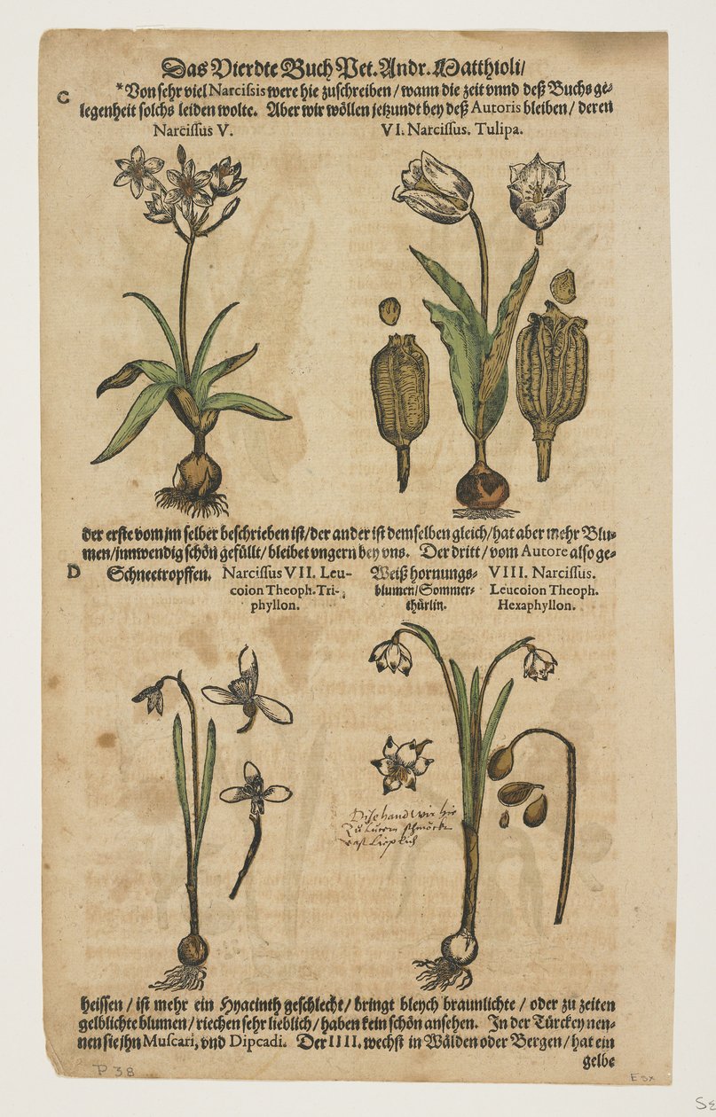 Narcissus, Commentarii in Sex Libros Pedacii Dioscoridis