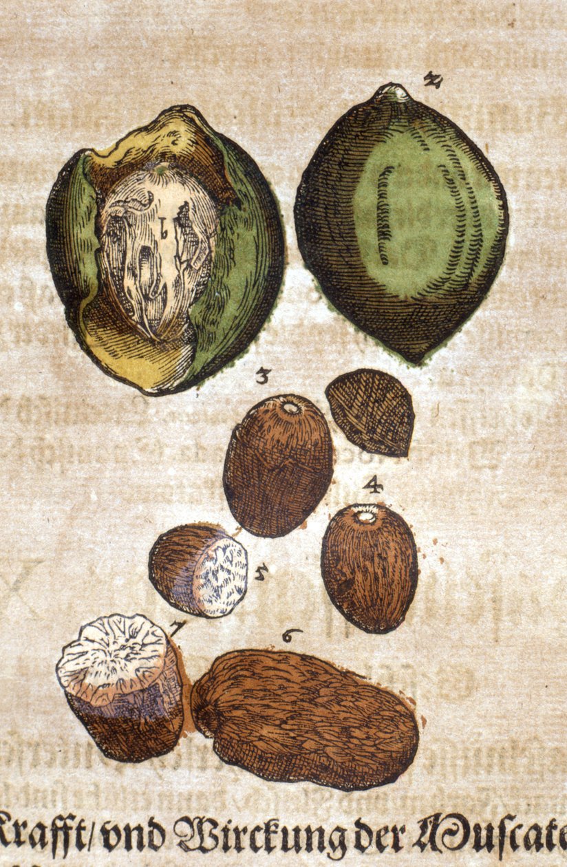 Silahşör. Gravür - Pietro Andrea Mattioli (Matthiole) (1500-1577) için "" Kreutterbuch Dess Hochgelehrten ve Weitberuhmten Herrn D. Petri Andreae Matthioli "" içinde. Frankfort by Pietro Andrea Mattioli