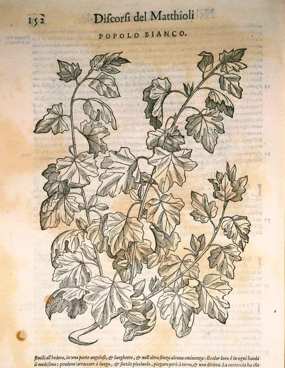 Kavak (Populus), Pier Andrea Mattioli tarafından gravür by Pietro Andrea Mattioli