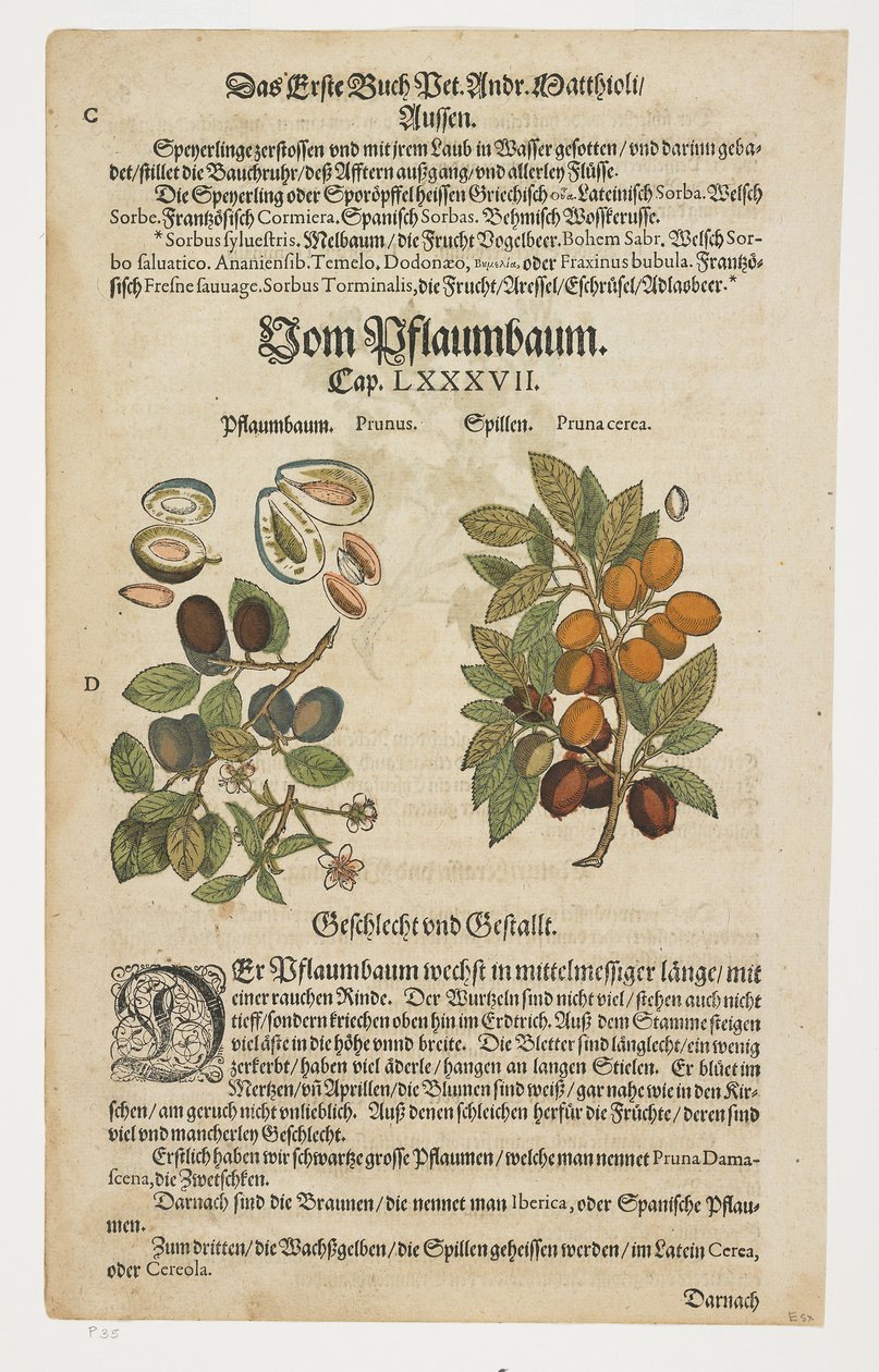 Erik, Von Pflaumbaum, Commentarii in Sex Libros Pedacii Dioscoridis
