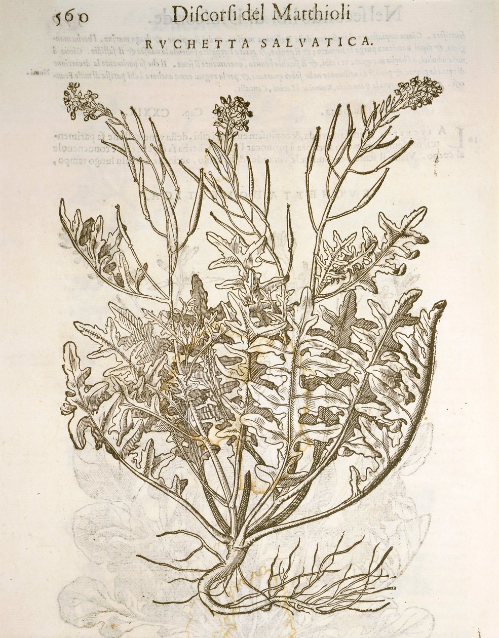 Roket veya roka (Eruca sativa), Pier Andrea Mattioli tarafından gravür by Pietro Andrea Mattioli