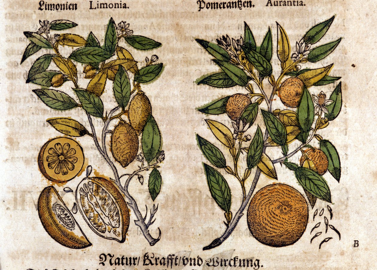 Narenciye. Portakal ve limon ağacı. Gravür - Pietro Andrea Mattioli (Matthiole) (1500-1577). Frankfurt by Pietro Andrea Mattioli
