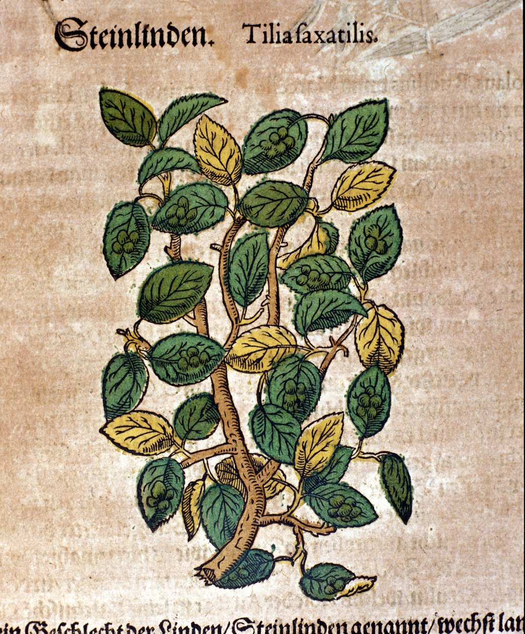 Ihlamur ağacı. Gravür - Pietro Andrea Mattioli (Matthiole) (1500-1577). Frankfurt by Pietro Andrea Mattioli