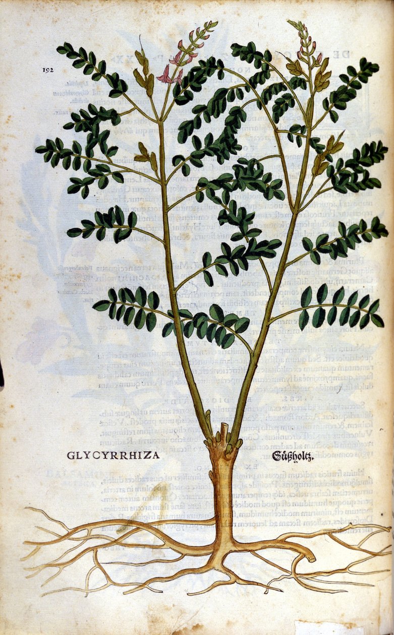 Meyankökü. Gravür - Pietro Andrea Mattioli (Matthiole) (1500-1577). Frankfurt by Pietro Andrea Mattioli