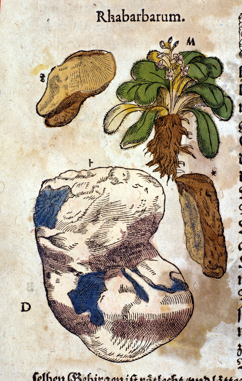 Ravent. Gravür - Pietro Andrea Mattioli (Matthiole) (1500-1577). Frankfurt by Pietro Andrea Mattioli