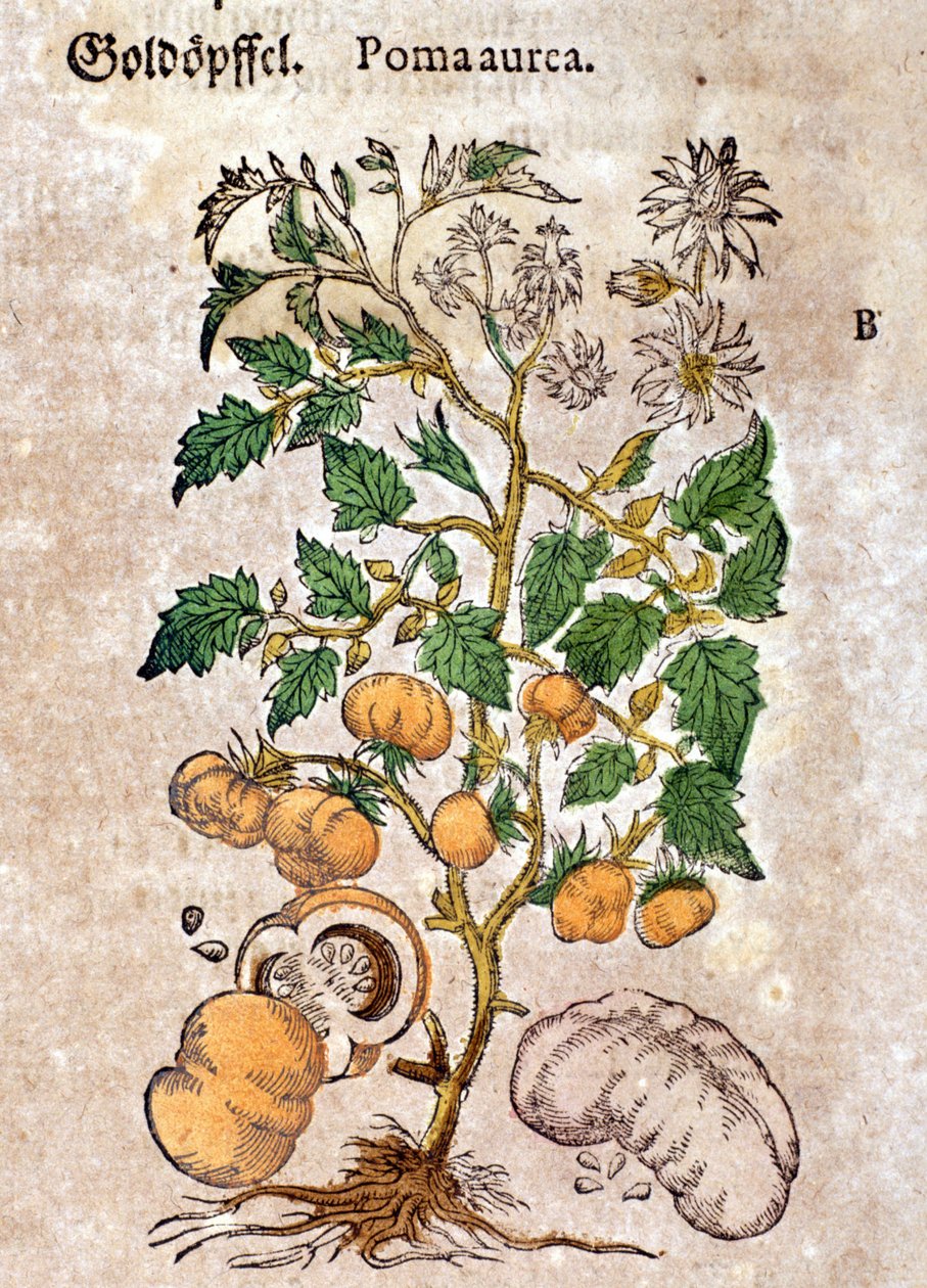 domates. Gravür - Pietro Andrea Mattioli (Matthiole) (1500-1577). Frankfurt by Pietro Andrea Mattioli