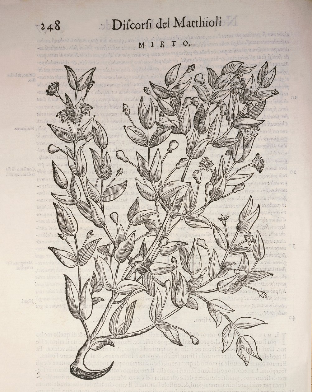 Gerçek Myrtle (Myrtus communis), Pier Andrea Mattioli tarafından gravür by Pietro Andrea Mattioli