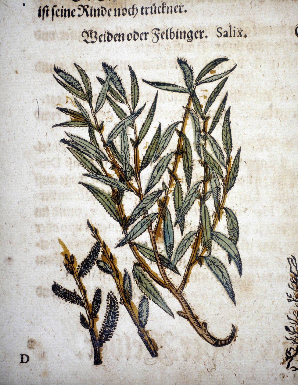 Söğüt Dalı - “” Herbarium mattioli”de” by Pietro Andrea Mattioli