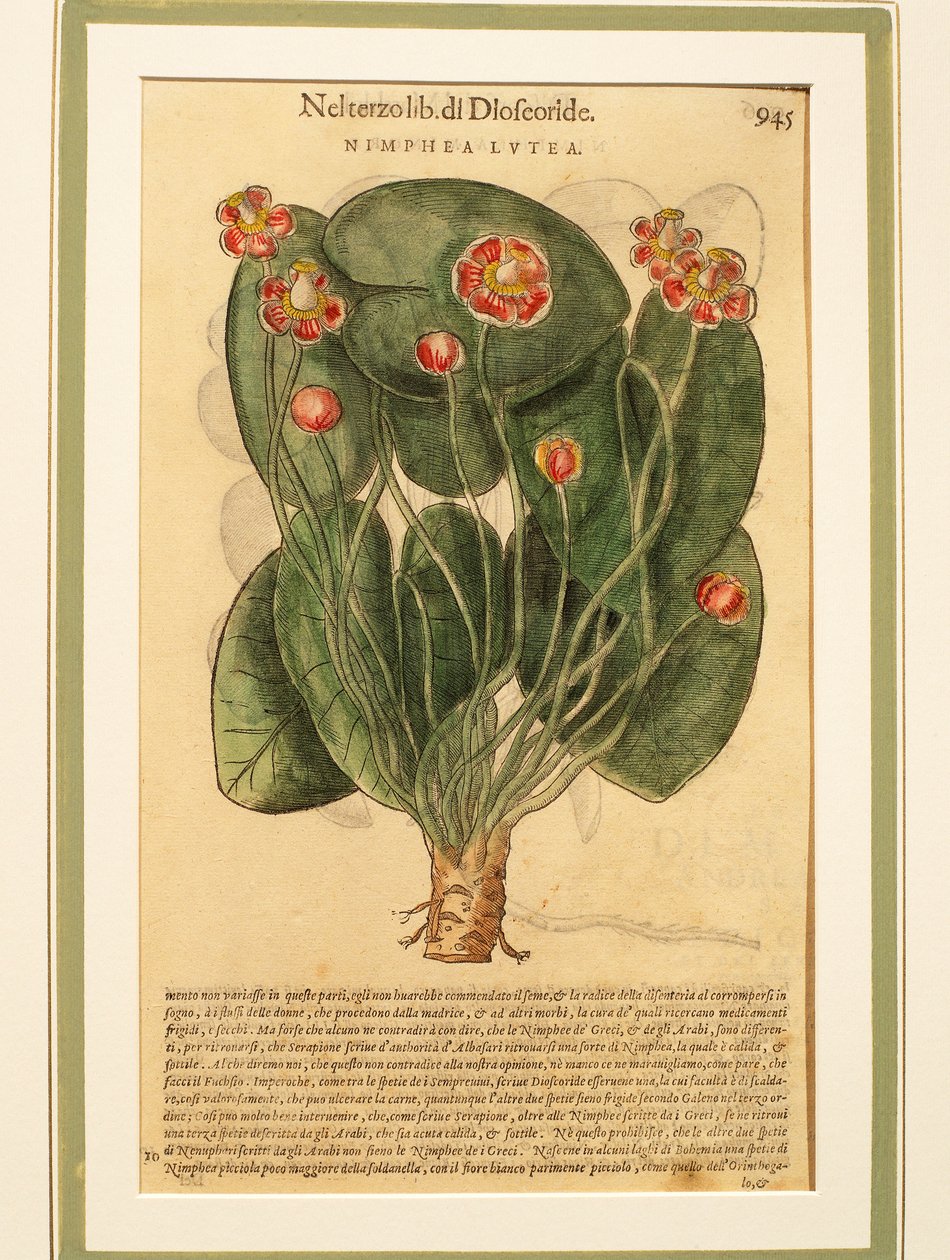 Sarı Nilüfer (Nymphaea lutea), renkli gravür by Pietro Andrea Mattioli