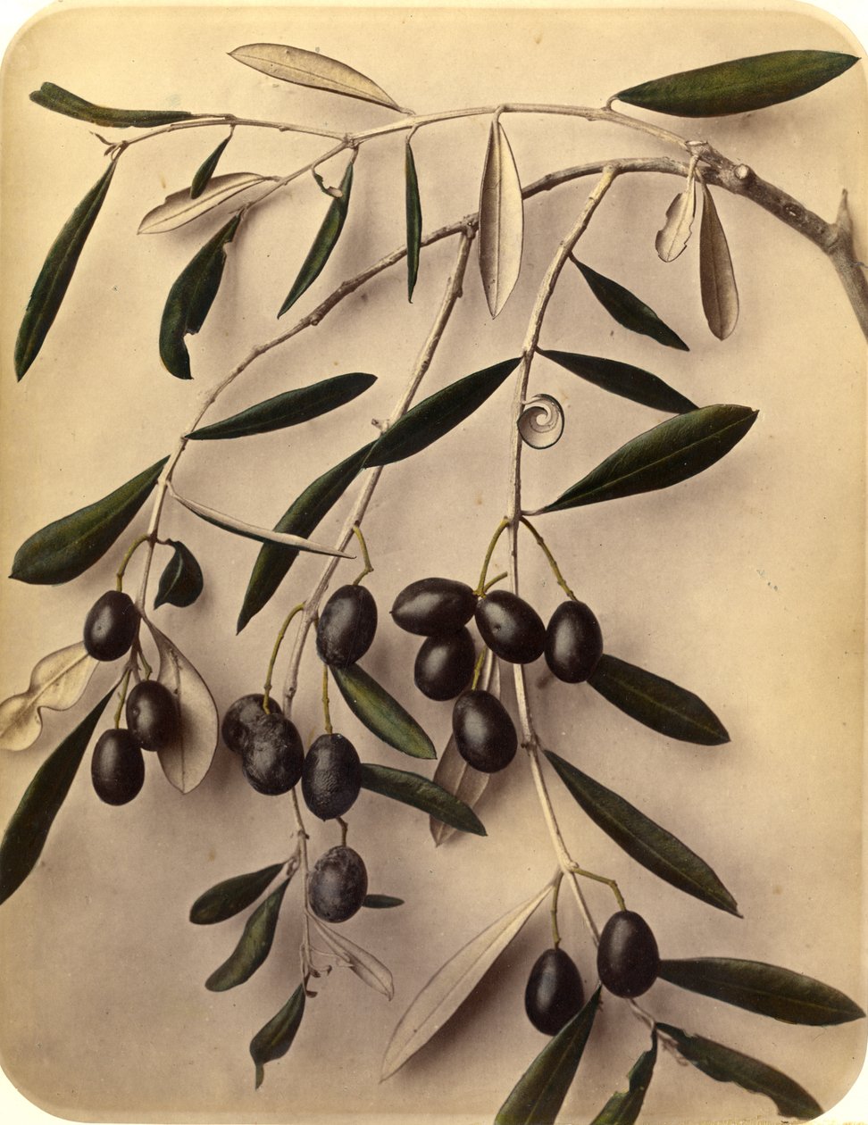 Zeytinler, 1870