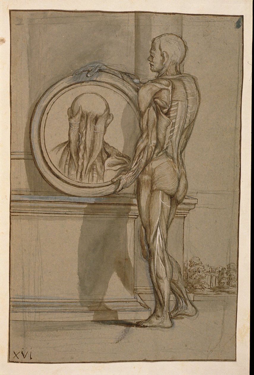 Ms Hunter 653 Plaka XVI, Anatomik çizim, c.1610 (kağıt üzerine kurşun kalem ve tebeşir) by Pietro da Cortona
