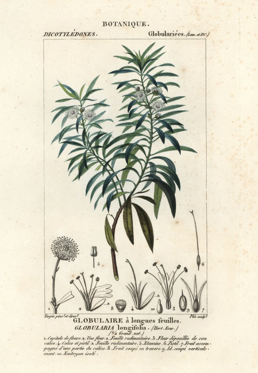 Küre papatya, Globularia salicina by Plee Plee