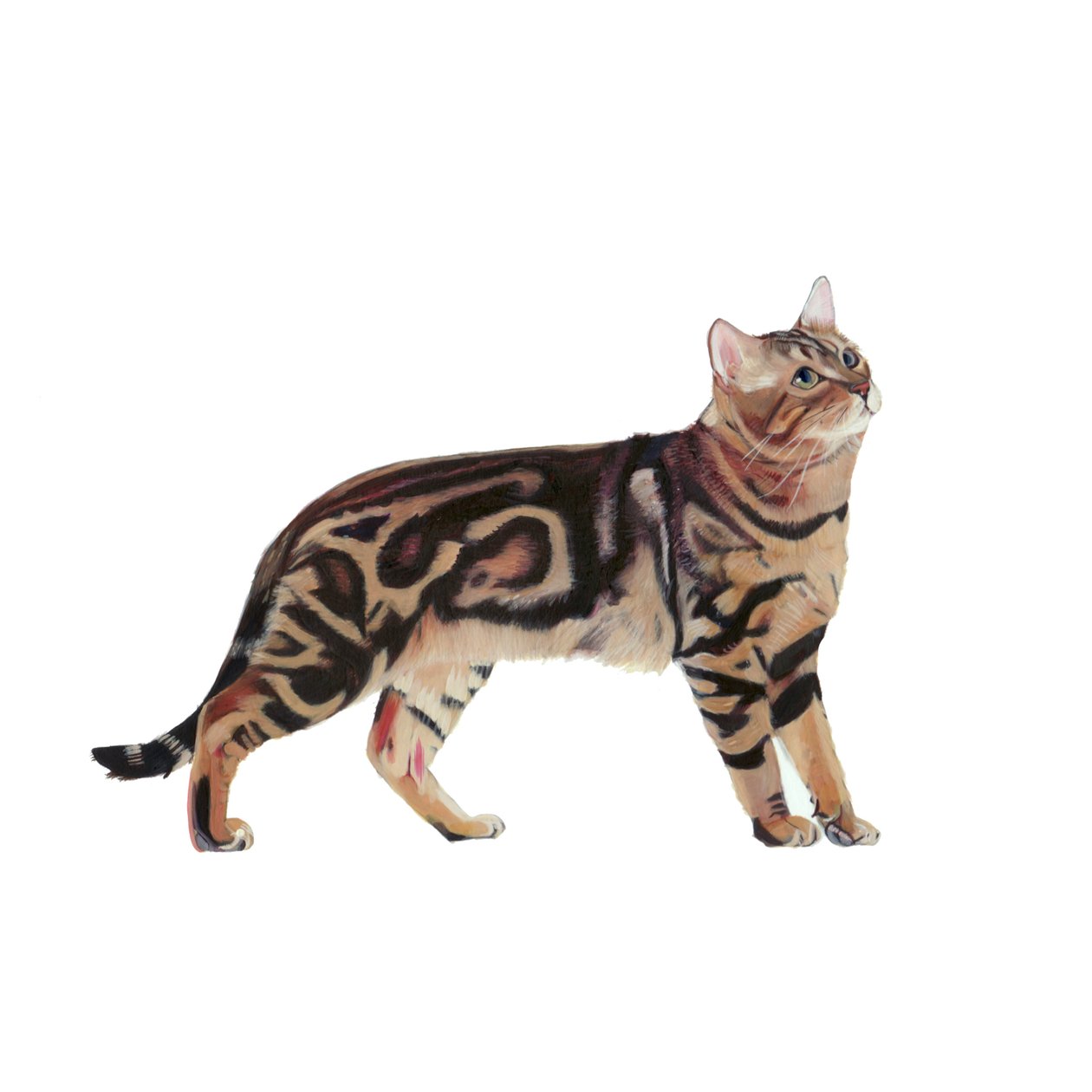 Bengal, 2014 (kağıt üzerine suluboya ve guaj) by Polly Horner