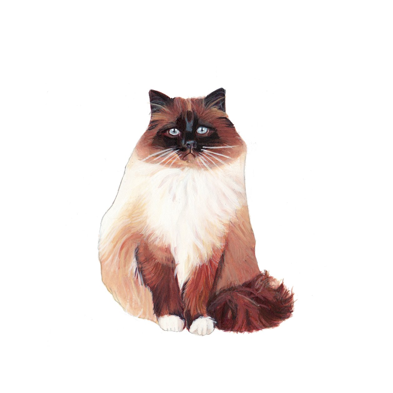 Birman Kedisi, 2014 (kağıt üzerine suluboya ve guaj) by Polly Horner