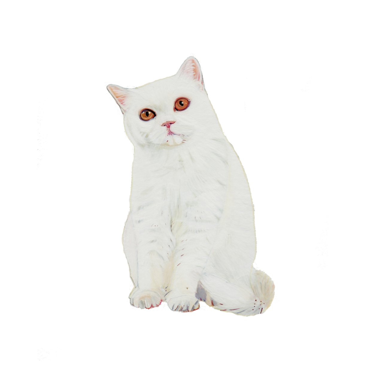 British Shorthair White, 2014 (kağıt üzerine suluboya ve guaj) by Polly Horner