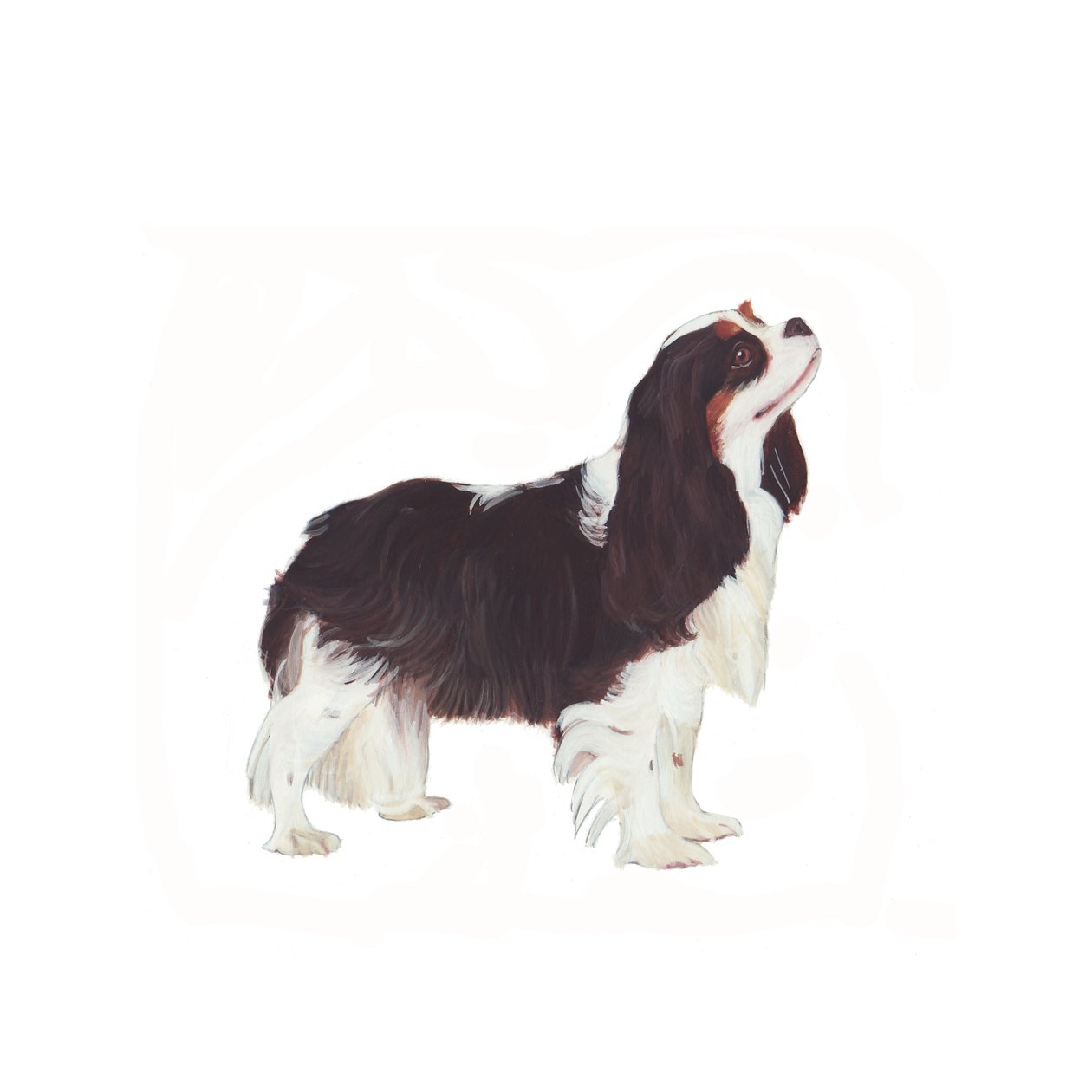 Cavalier King Charles Spaniel, 2011 (kağıt üzerine suluboya ve guaj) by Polly Horner
