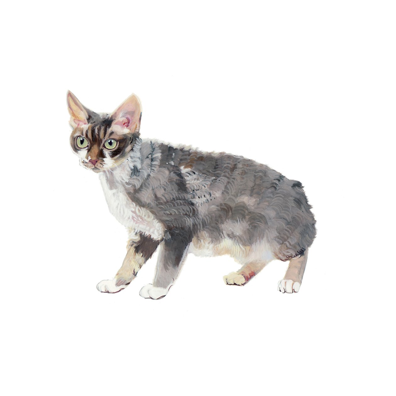 Devon Rex, 2014 (kağıt üzerine suluboya ve guaj) by Polly Horner