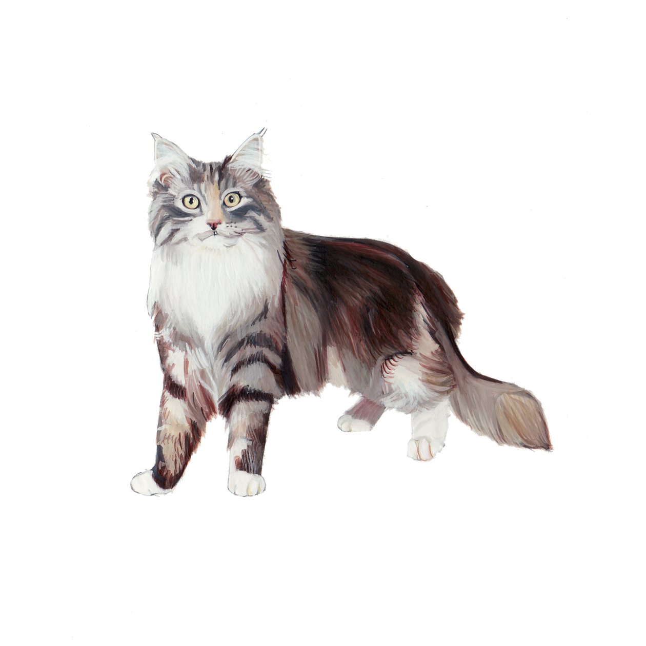 Marine Coon Kedisi, 2014 (kağıt üzerine suluboya ve guaj) by Polly Horner