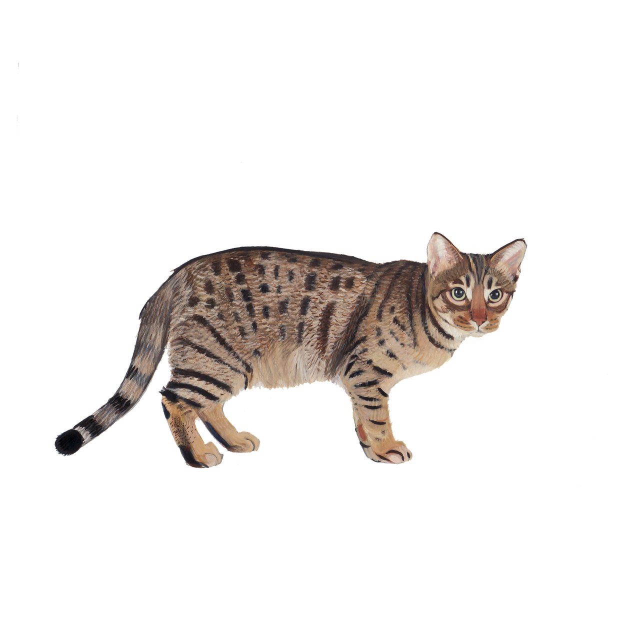 Ocicat, 2014 (kağıt üzerine suluboya ve guaj) by Polly Horner