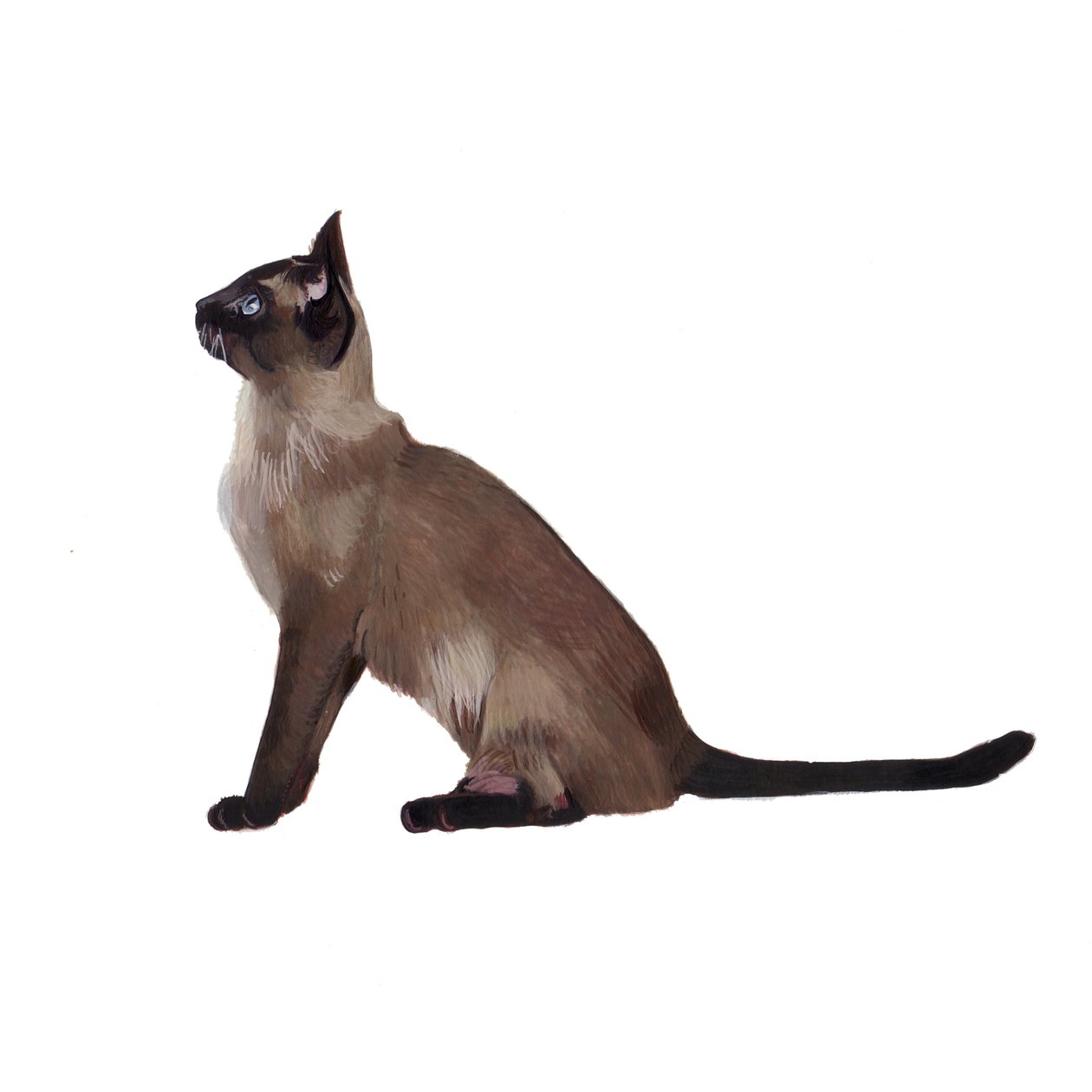 Tonkinese, 2014 (kağıt üzerine suluboya ve guaj) by Polly Horner