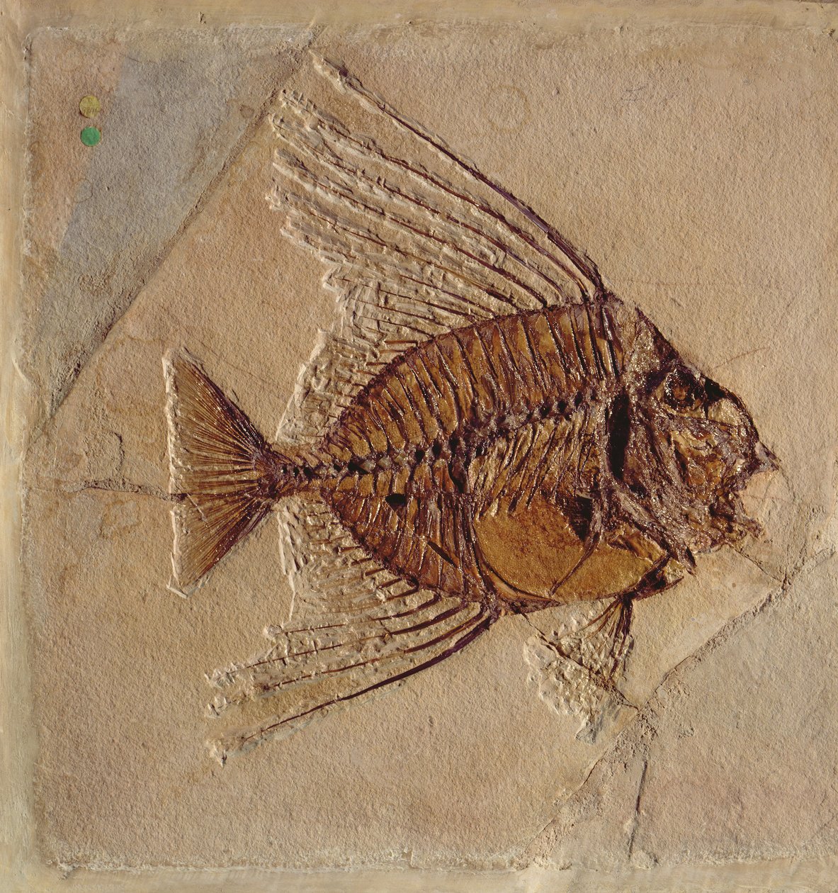 Balık (fosil) by Prehistoric