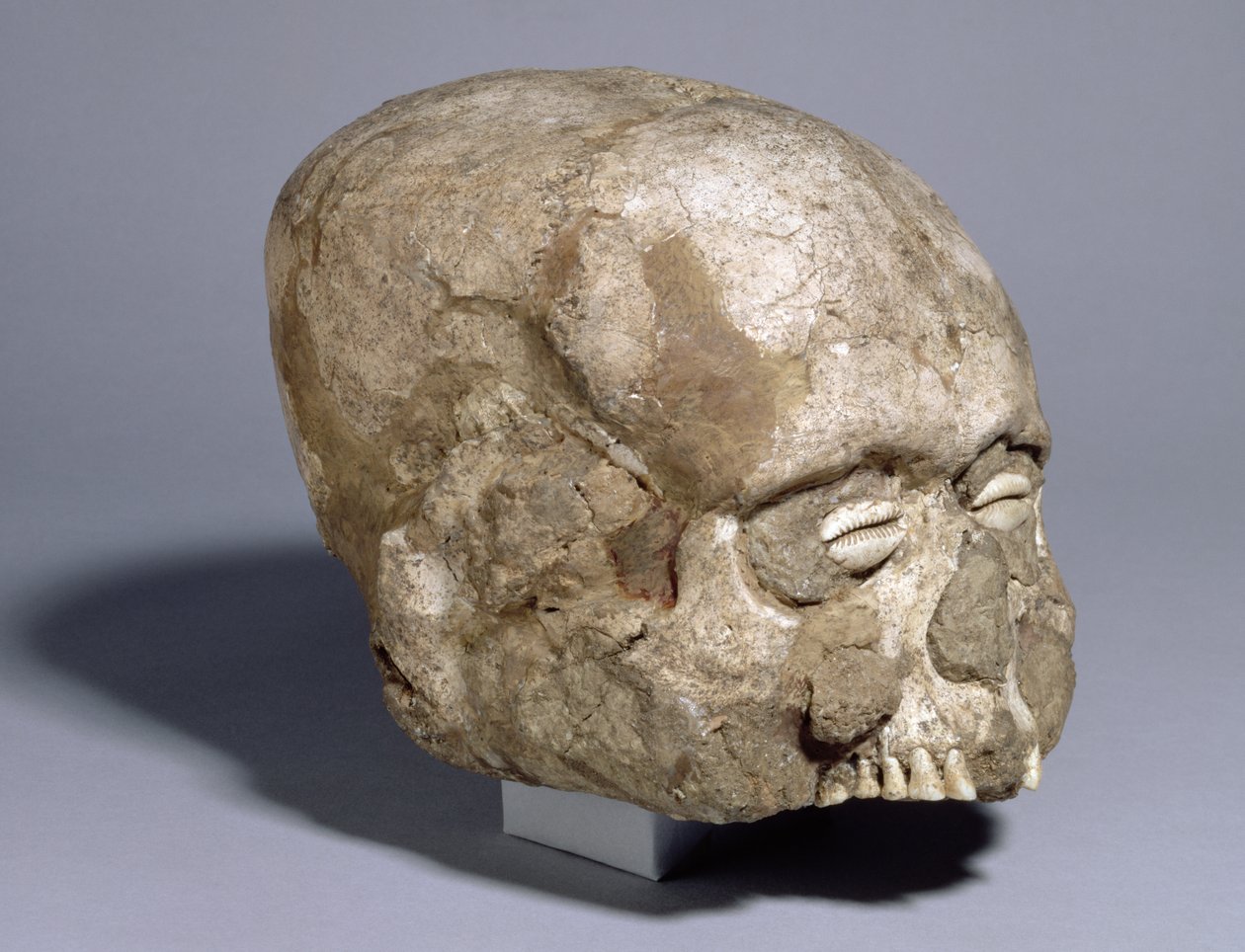 Deniz kabuğu gözlü portre kafatası, Jericho, MÖ c.7. binyıl (kafatası, alçı, deniz kabuğu) by Prehistoric