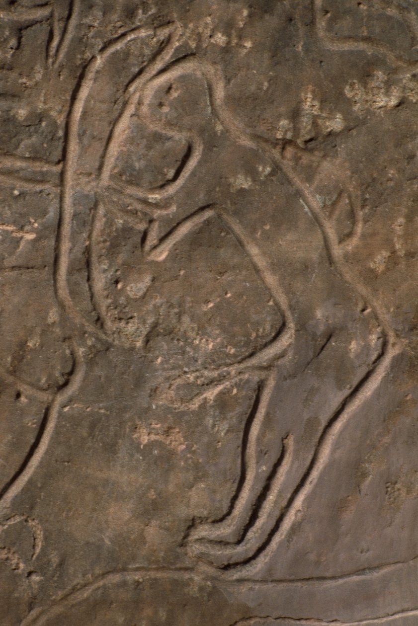 İnsan figürü ve boğa başı (kaya oymacılığı) by Prehistoric