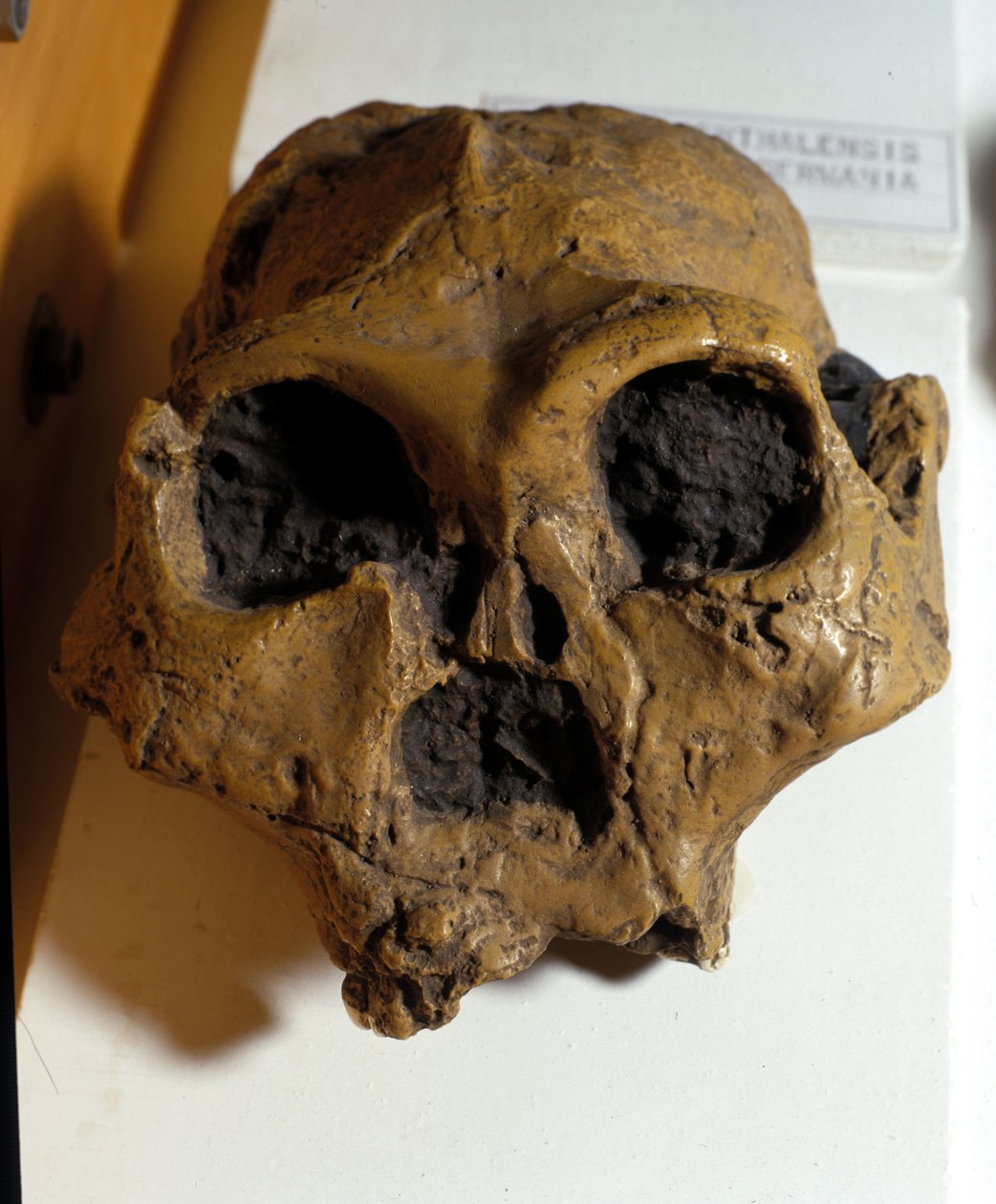 Australopithecus Africanus. Sterkfontein, Güney Afrika Kafatası yaklaşık 2,5 milyon yaşındadır. by Prehistoric Prehistoric