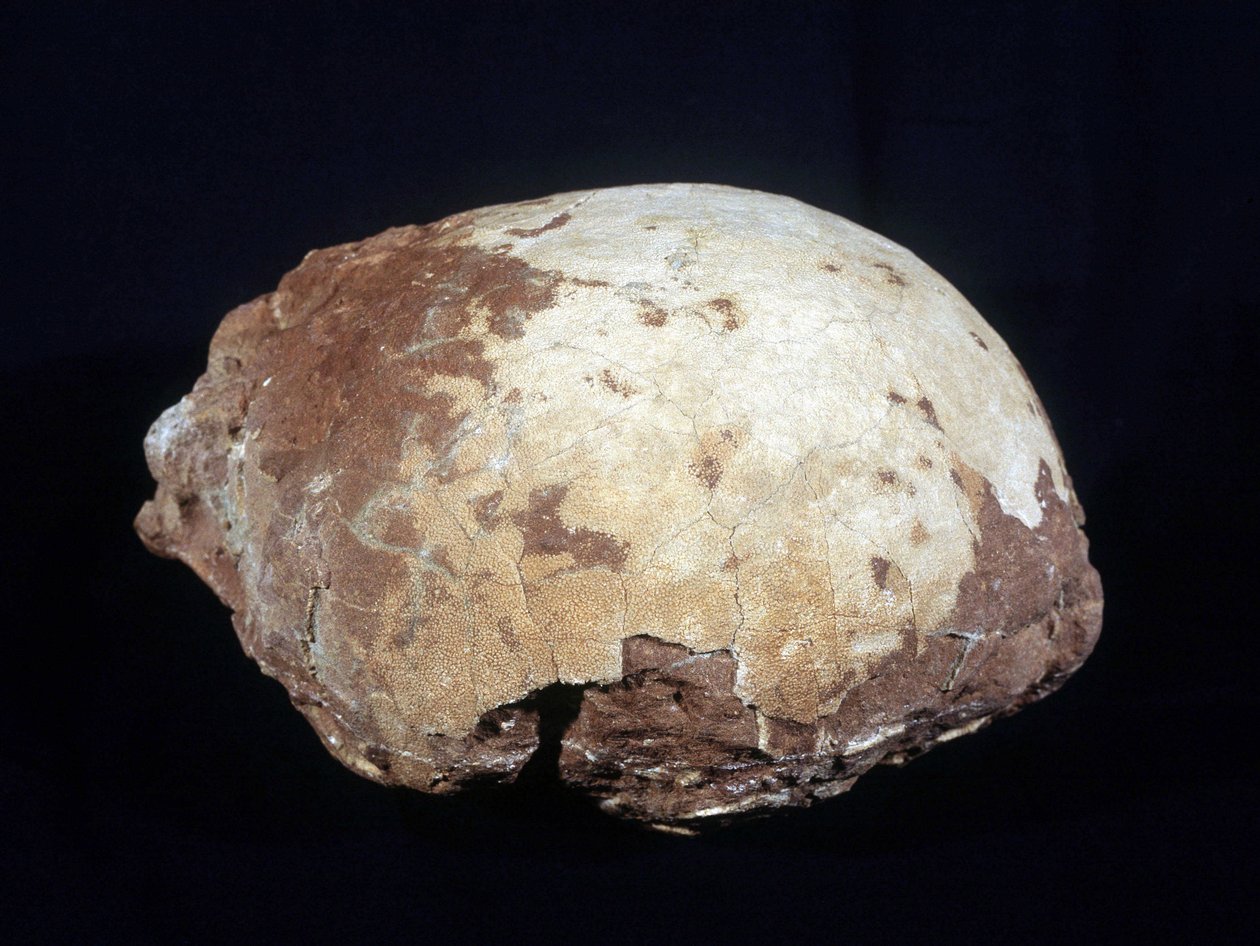 Hypselosaurus Priscus