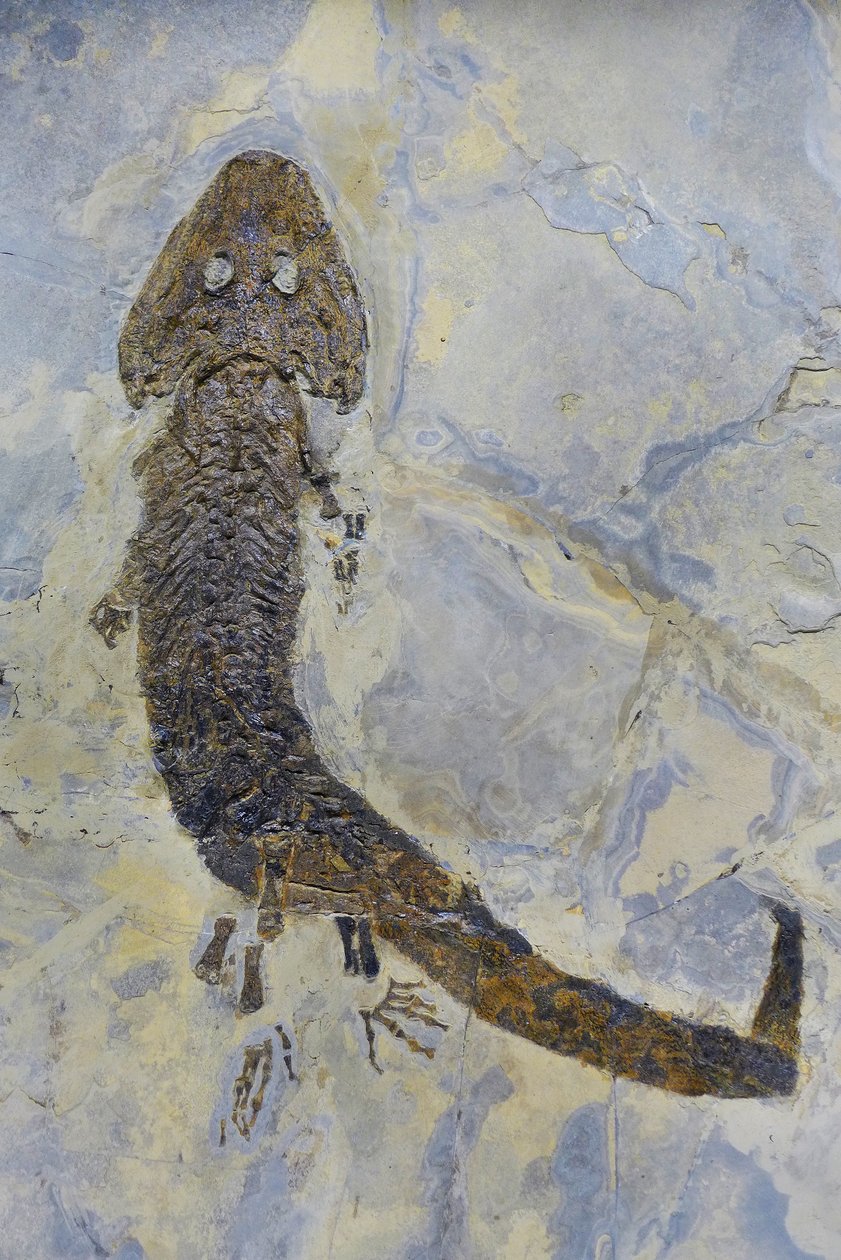 Sclerocephalus sp'nin fosil ayak izi, Permiyen amfibi (nesne) by Prehistoric Prehistoric
