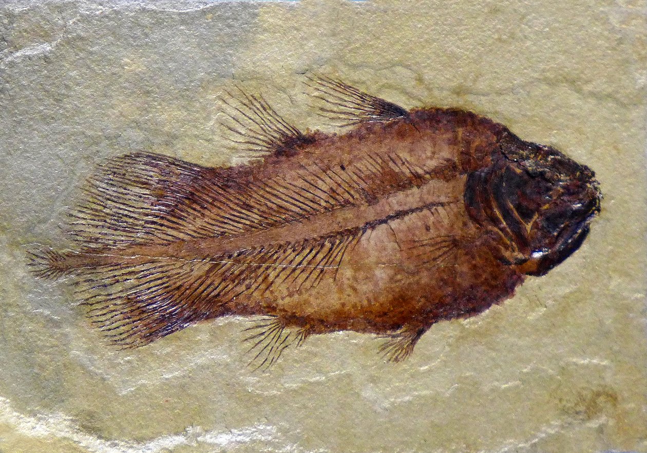 Karbonifer coelacanth'ın fosil ayak izi (nesne) by Prehistoric Prehistoric