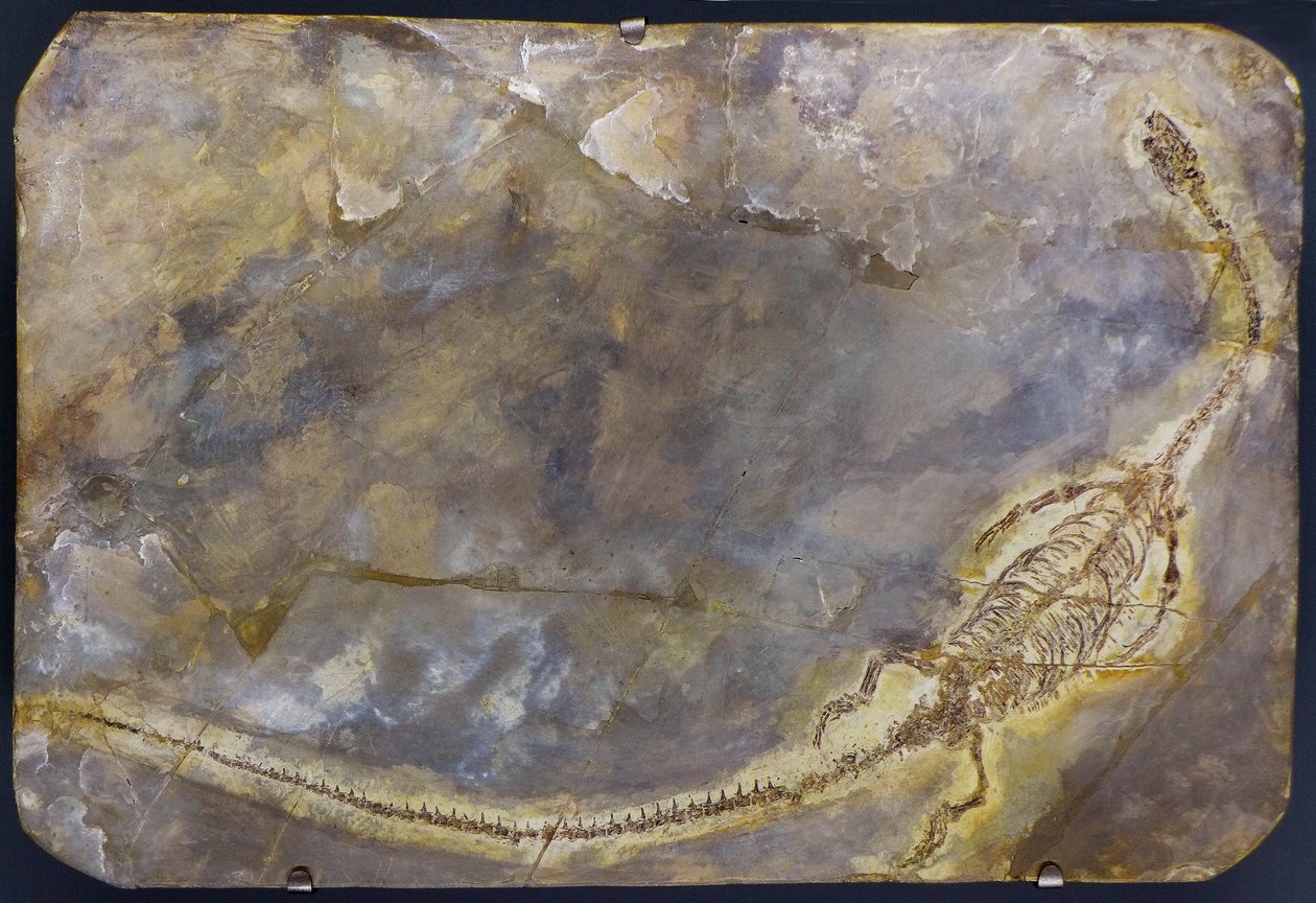 Hyphalosaurus lingyuanensis fosili (öğe) by Prehistoric Prehistoric