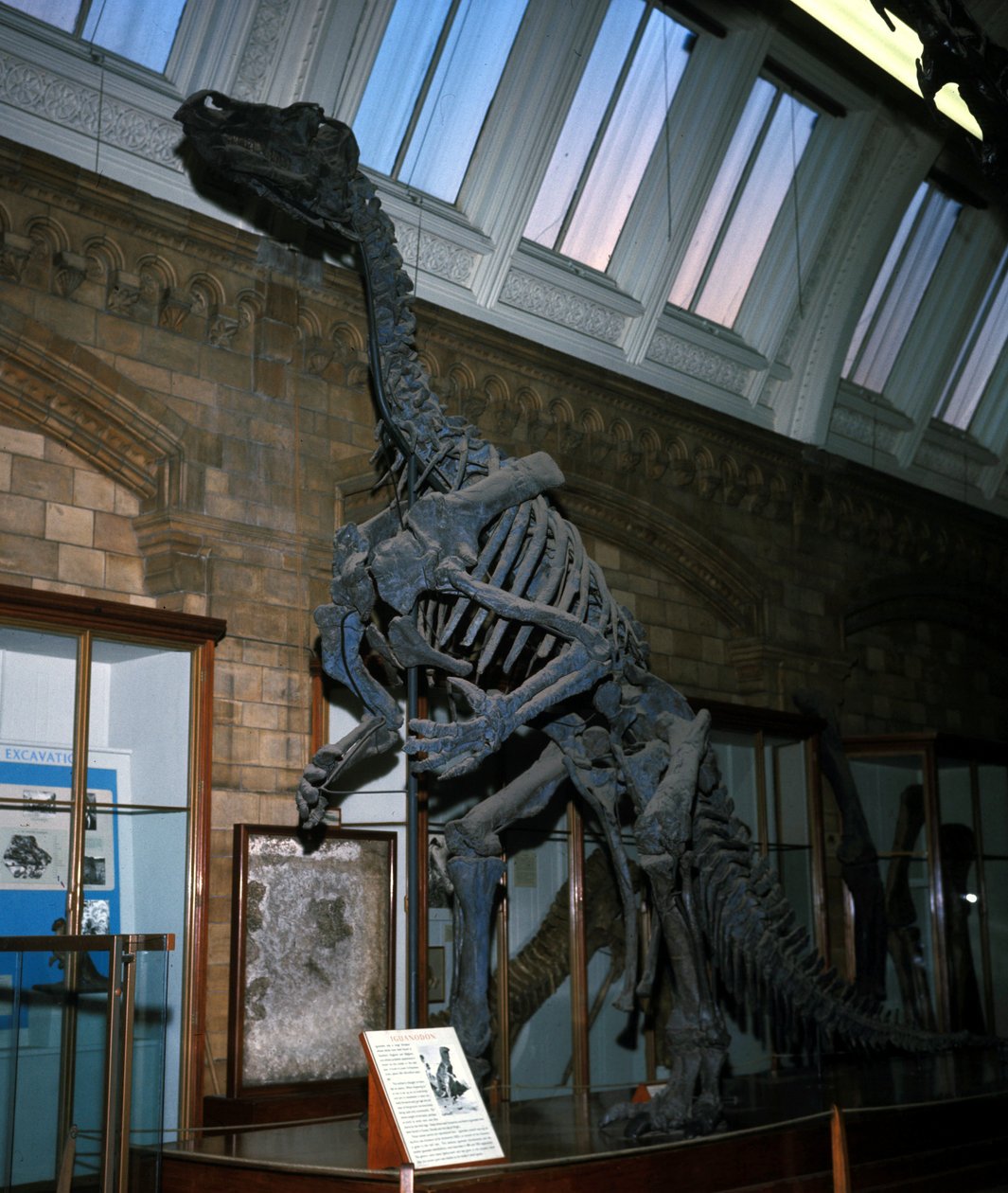 Otçul kertenkele by Prehistoric Prehistoric