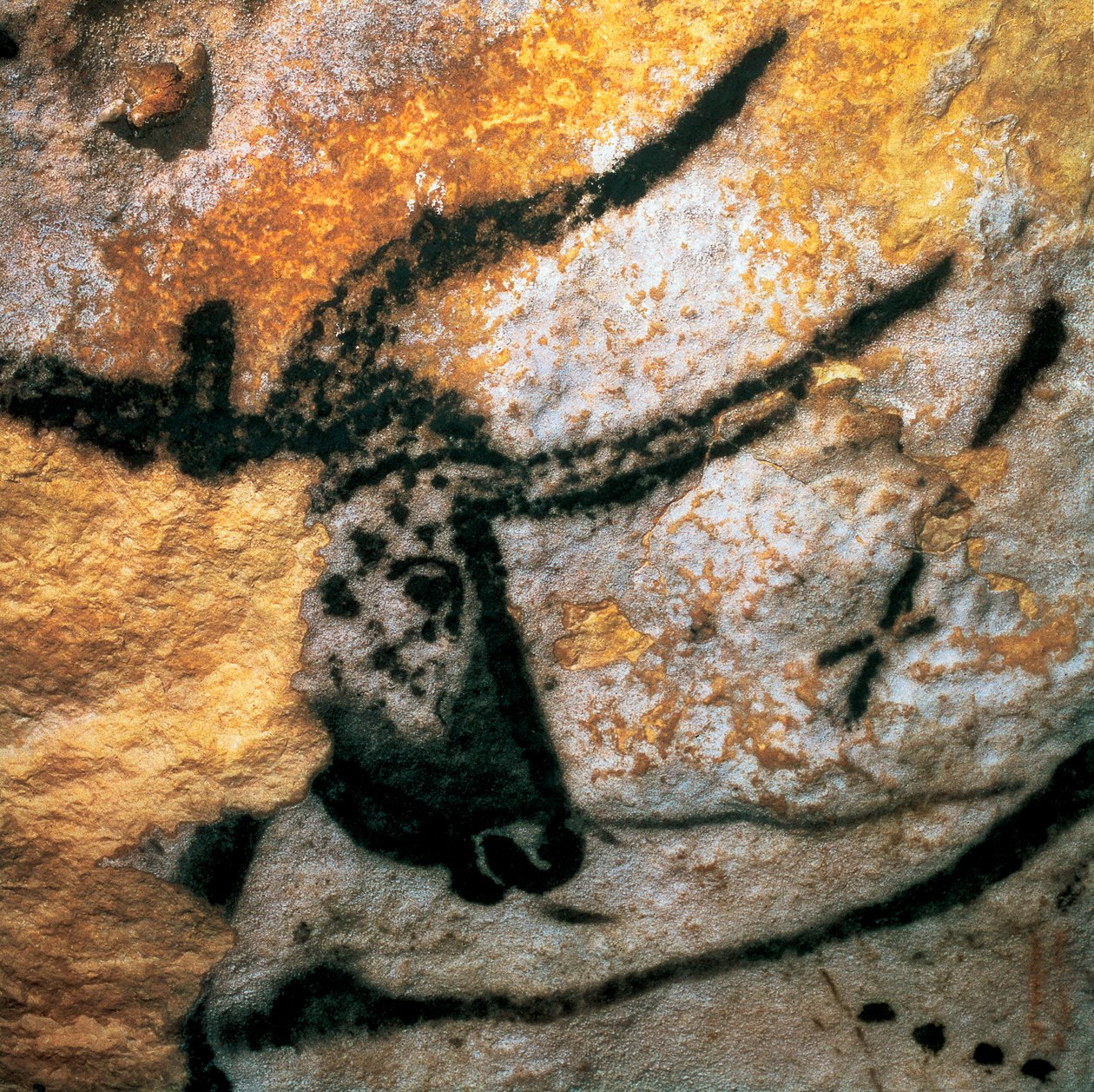 Bir yaban öküzü (soyu tükenmiş sığır), Boğa Odası, Lascaux mağarası, Montignac, Dordogne, Fransa, Paleolitik Magdalen dönemi (resim) tasvir eden parietal resim by Prehistoric Prehistoric
