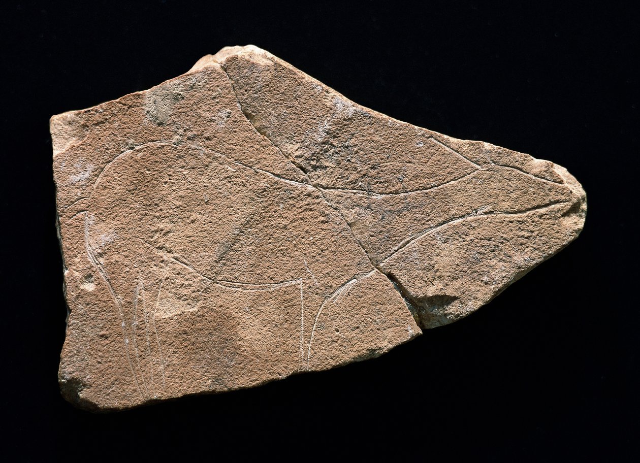 Bir geyiği temsil eden petroglif, Parpallo Mağarası, İspanya. Üst Paleolitik, Solutreen (gravür) by Prehistoric Prehistoric