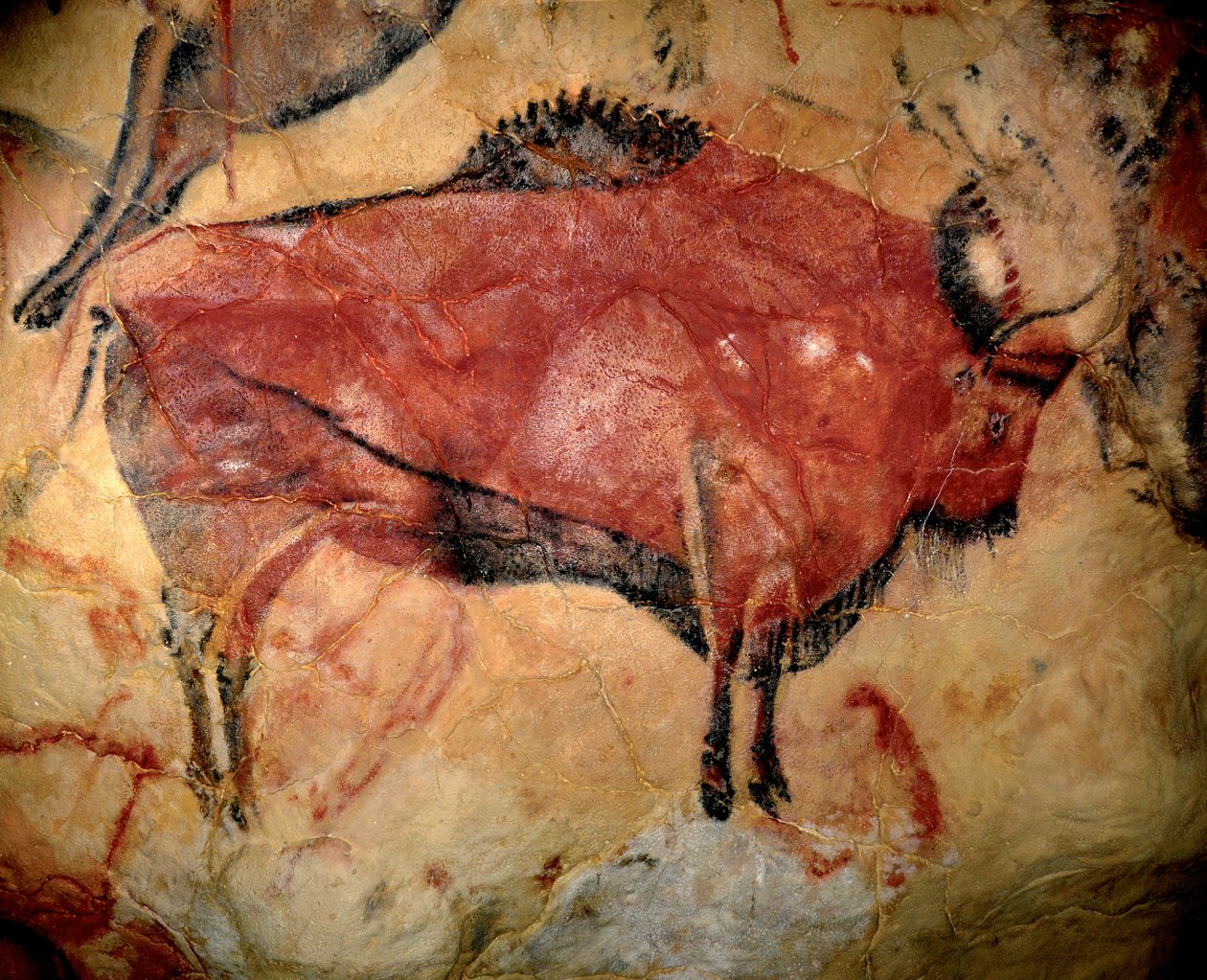 Tarih Öncesi, Üst Paleolitik sanat: bir bizon veya yaban öküzü, Altamira (İspanya) mağarasında parietal resim, kömür ve kırmızı hardal, MÖ 35.000 ile 11.000 arasında - Üst Paleolitik Sanat - Altamira mağarasında resim , Kömür, yeniden by Prehistoric Prehistoric