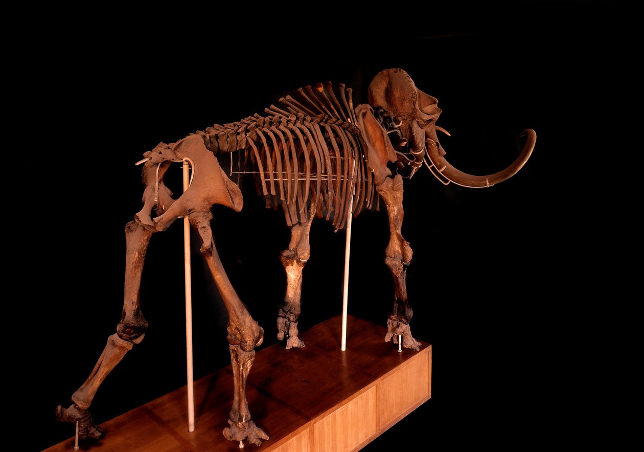 Tarih öncesi, dinozor: mamut iskeleti, Paris, doğa tarihi müzesi by Prehistoric Prehistoric