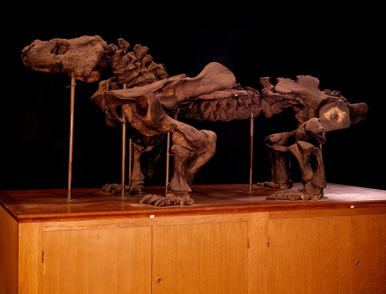 tarih öncesi; dinozorlar: ichthyosaur