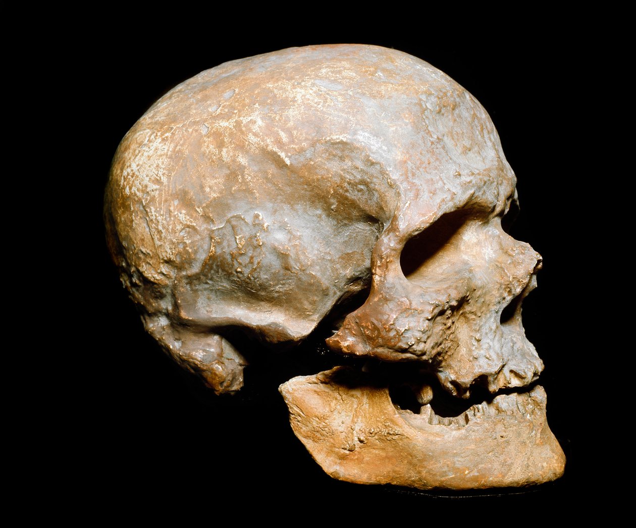 Tarihöncesi: Cro-magnon insanının fosil vinci (veya Cro magnon veya Cromagnon), Homo sapiens. Solutreen, üst paleolitik çağdan kalma. Museo Civico di Storia Naturale, Milano - Tarih Öncesi: fosil Cro-Magnon kafatası, Homo sapiens. Solutrean üst paleoli