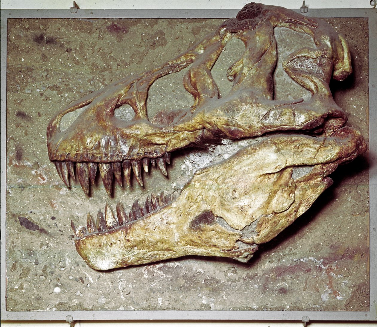 Tarih Öncesi: Dinozor kafatası Tyrannosaurus rex (T Rex veya tyrannosaur). Kretase dönemi. Sivil Tarih Müzesi, Milano by Prehistoric Prehistoric