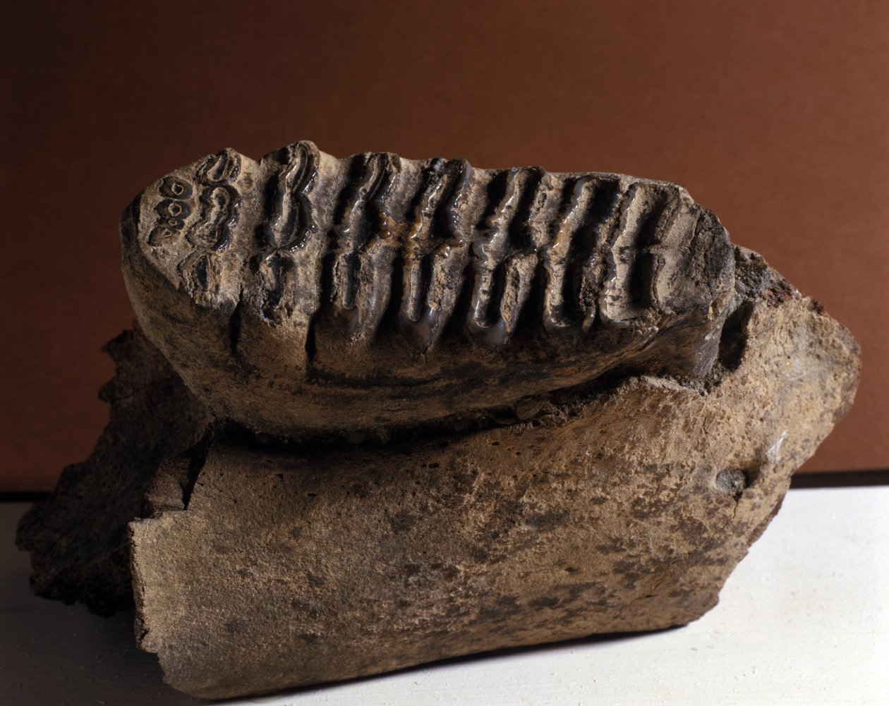 Tarih Öncesi: Elephas dişi, dev fil. Senozoyik Çağı, Periyod Pliyosen. Manndorf, Avusturya'da yeniden bir araya geldi by Prehistoric Prehistoric