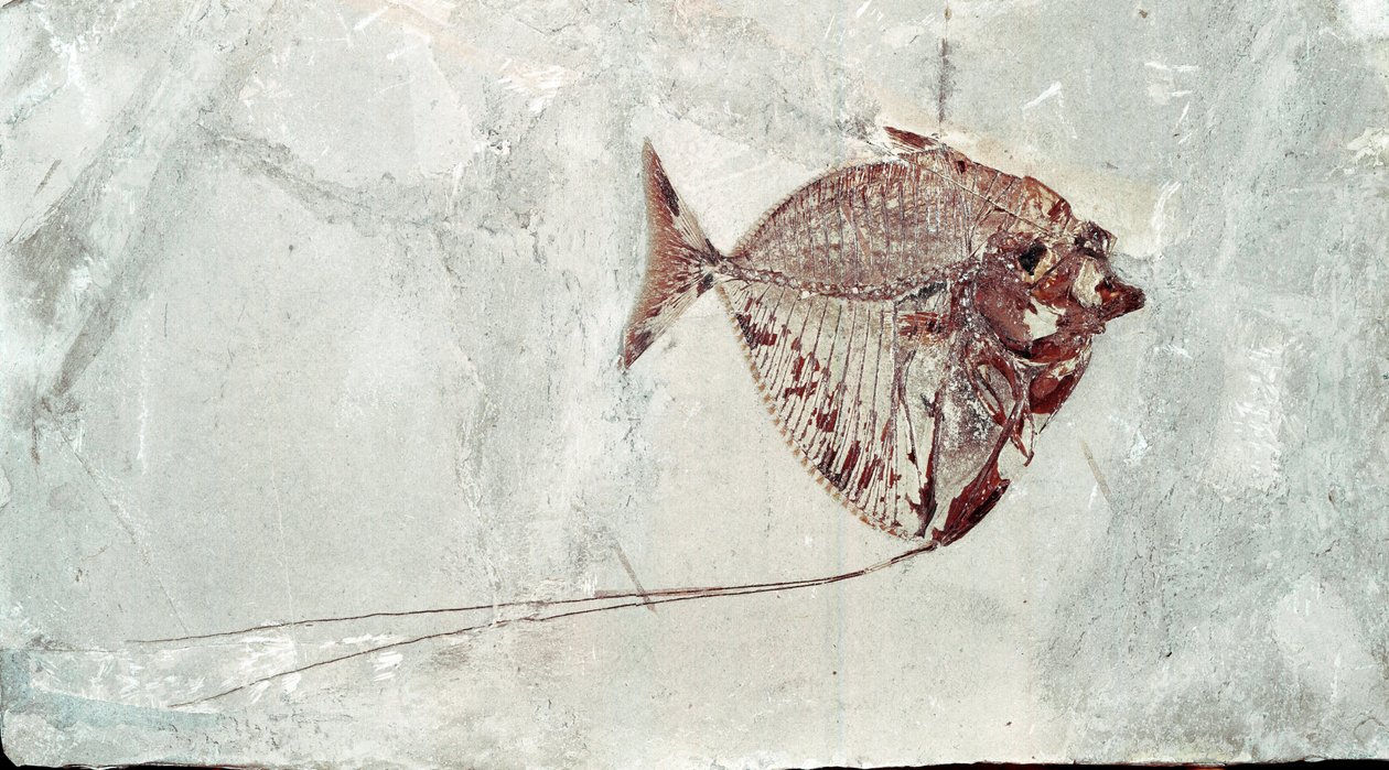 Tarih Öncesi: Bolca Dağı (İtalya) bölgesinden Mene Rhombea balık fosili. Eosen dönemi. Museo civico di storia naturale, Milano by Prehistoric Prehistoric