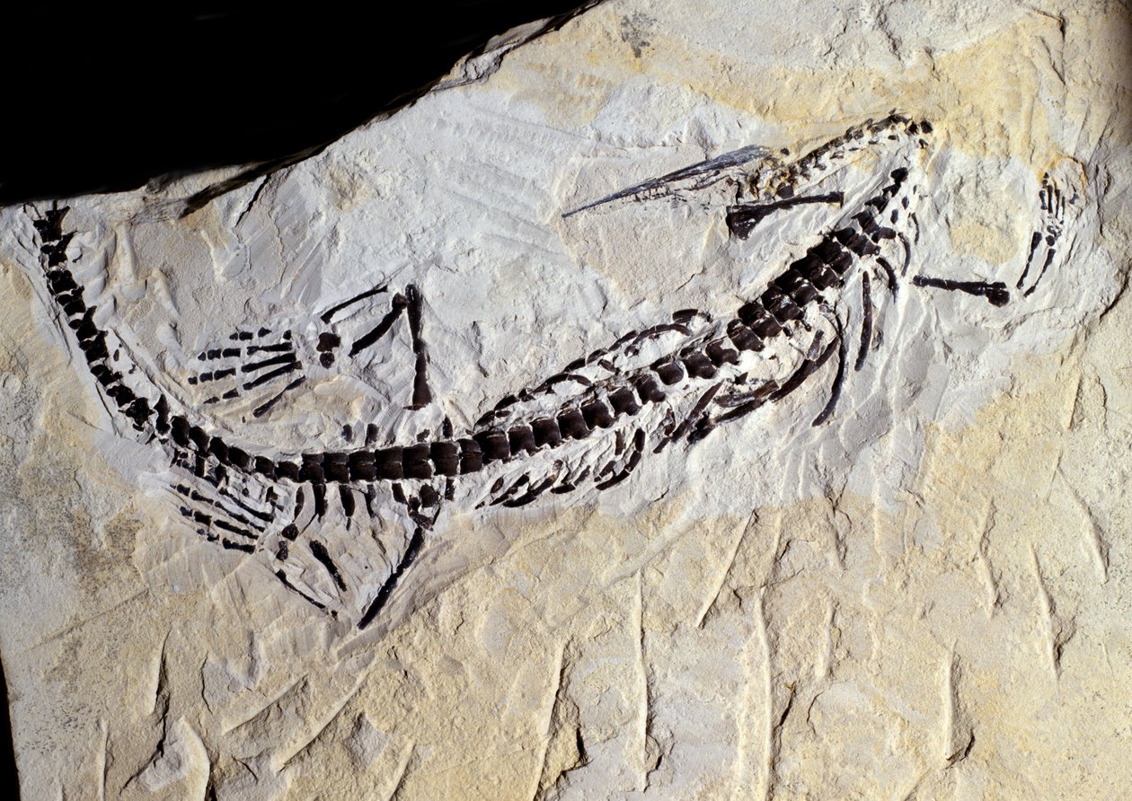 Prehistorya: Mesosaurus fosili, Paleozoik dönem, Permiyen dönemi. Minas Gerais, Brezilya