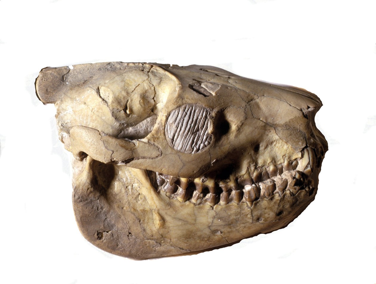 Tarih Öncesi: Oreodon