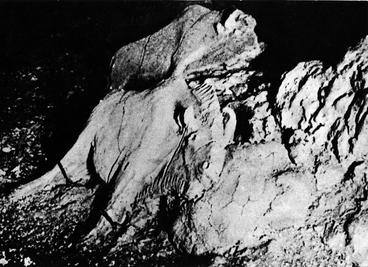 Tarih Öncesi: Paleolitik sanat, iki kil bizonu, Tuc d