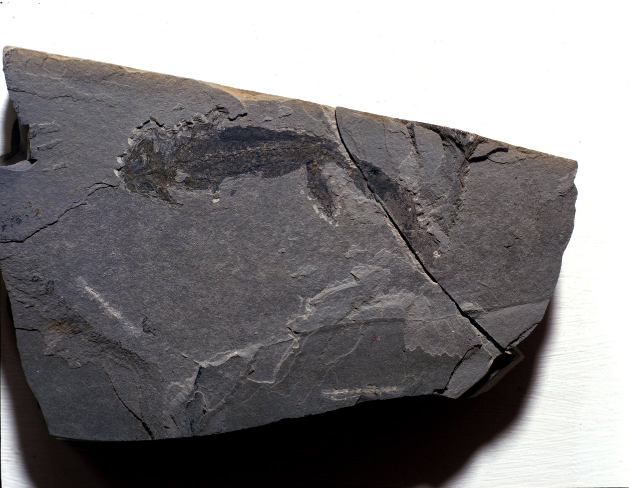 Prehistorya: Permiyen dönemi, Paleozoik dönem. Branchiosaurus (Brahiopode) fosili. Almanya
