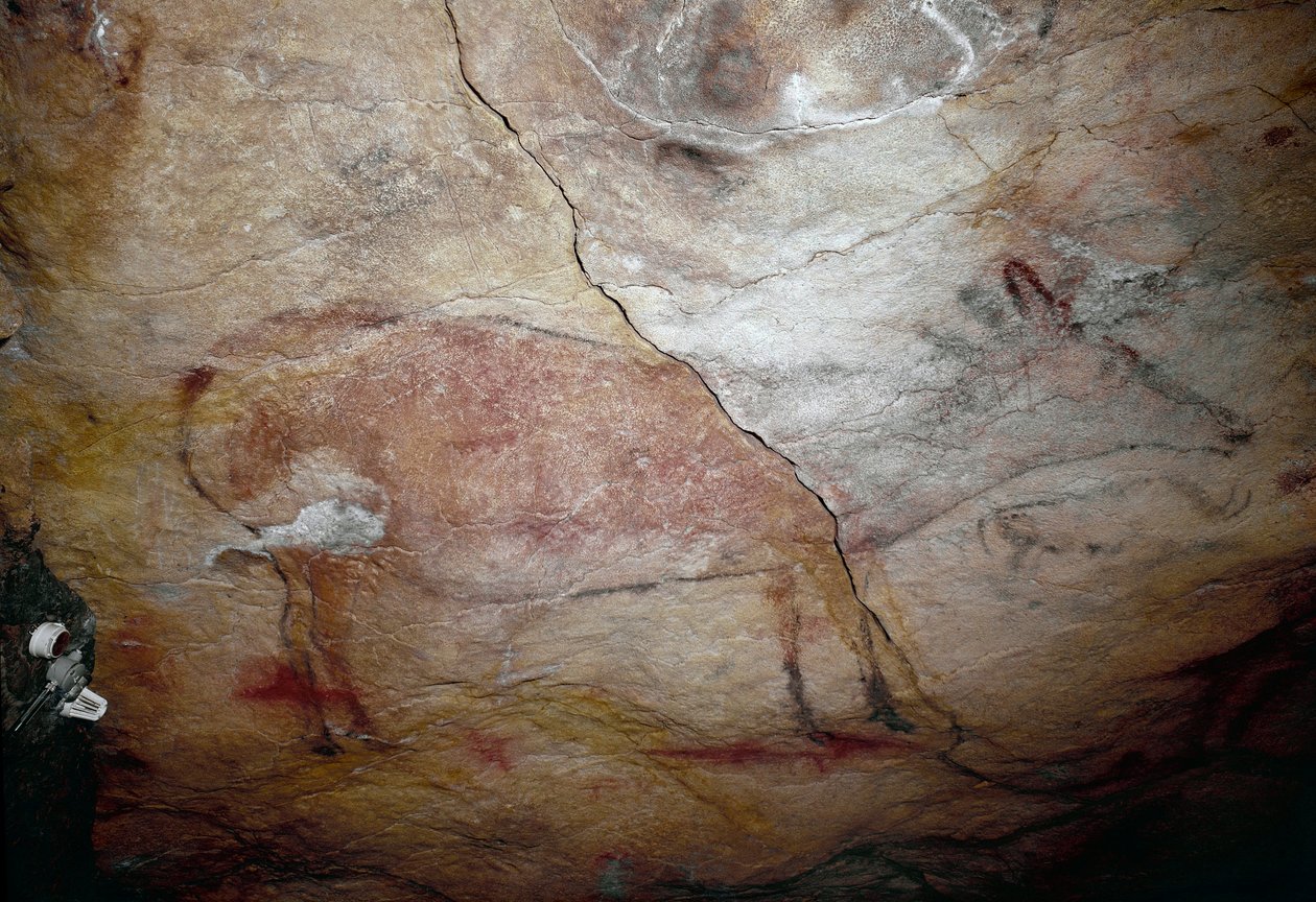 Prehistorya: “Bir geyik”” Üst Paleolitik (Magdalen) kaya resmi (16500 ila 14000 yıl önce) Altamira Taş Devri Mağarası, Santander, İspanya by Prehistoric Prehistoric