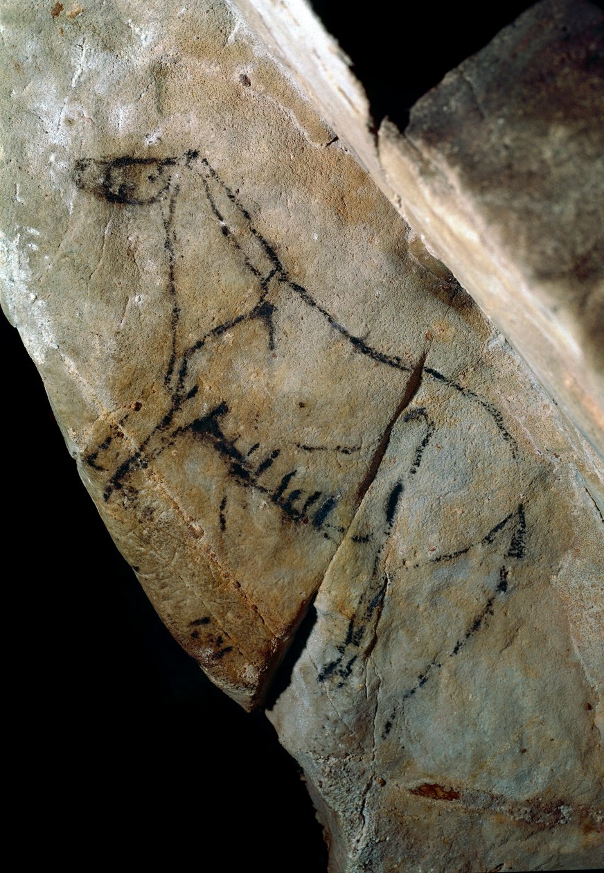 Tarihöncesi: “” bir at”” stil IV kaya resmi, Üst Paleolitik (Magdalen) (18000 ila 14000 yıl önce) Las Monedas Taş Devri Mağarası, Santander, İspanya - Tarih Öncesi: at. Kaya resmi, stil IV, üst Paleolitik (Magdalen) by Prehistoric Prehistoric
