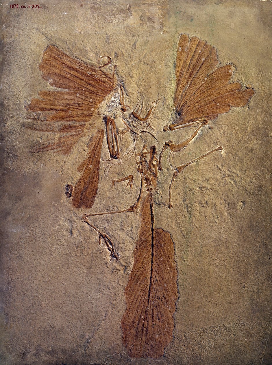 Prehistorik: Archaeopteryx fosili, kuş ailesinin tarih öncesi hayvanı. Paris, Doğa Tarihi Müzesi by Prehistoric Prehistoric