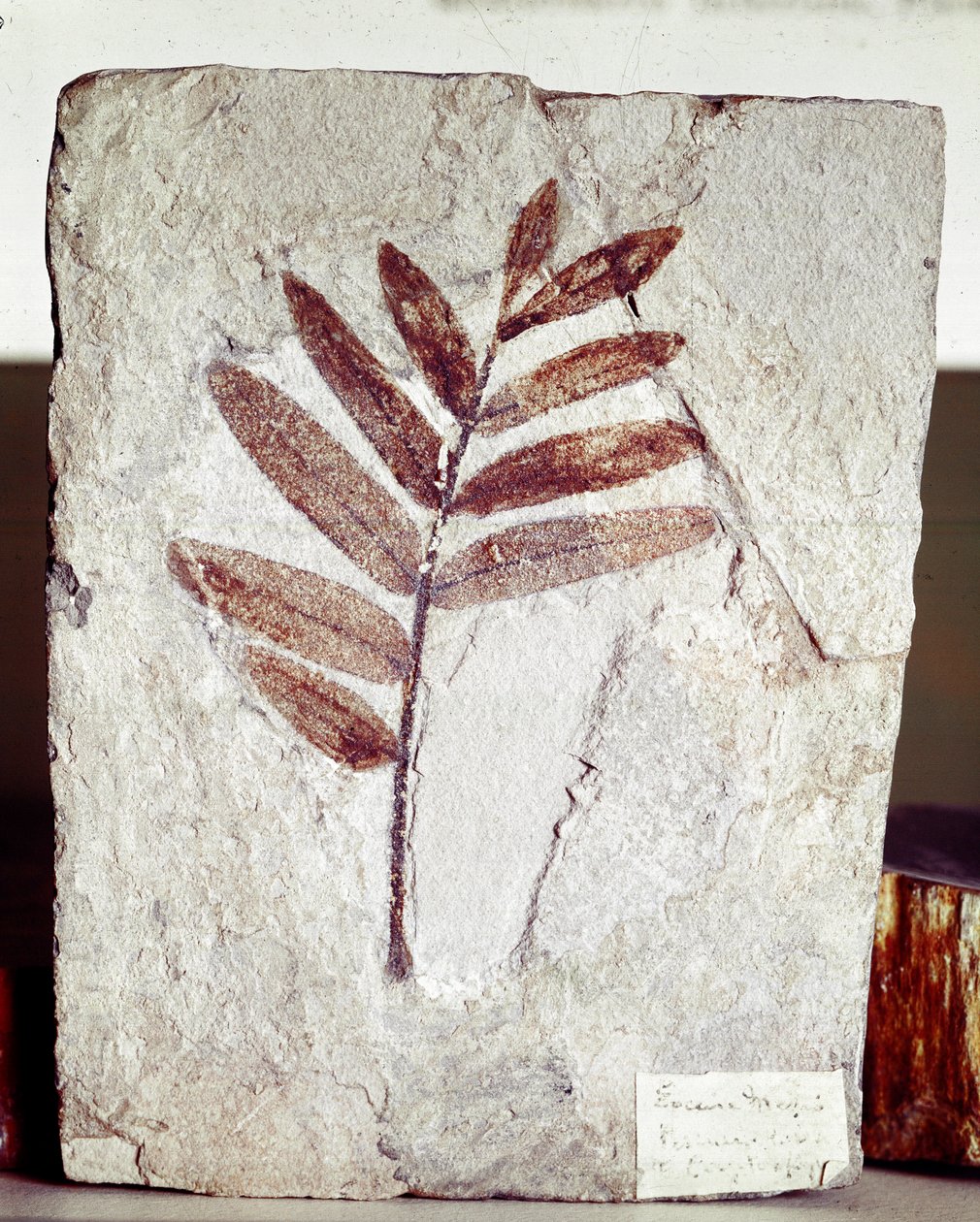 Prehistorya: Bolca Dağı (İtalya) bölgesinden kireçtaşında dal fosili. Eosen dönemi. Museo civico di storia naturale, Milano by Prehistoric Prehistoric